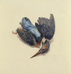 Martin-pêcheur, du Livre des oiseaux de Farnley, vers 1816