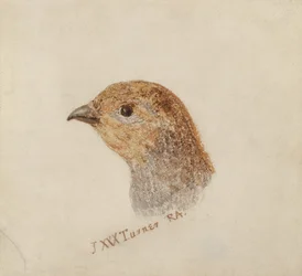 Perdrix, du Livre des oiseaux de Farnley