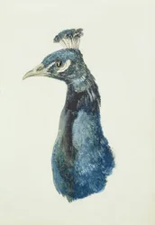 Paon, du Livre des oiseaux de Farnley, c.1816