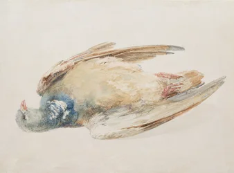 Pigeon, du 