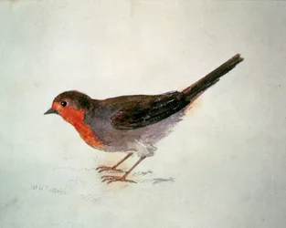 Rougegorge, du Livre des oiseaux de Farnley, vers 1816