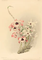 Dendrobium Hybridium Vénus et Dendrobium Hybridium Cassiope