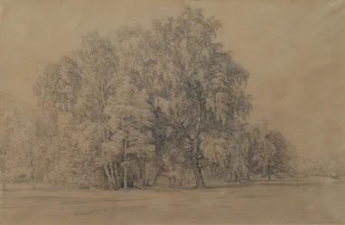 Groupe de bouleaux dans le parc du château de Seebenstein en Basse-Autriche