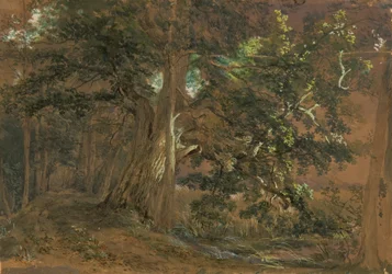 Intérieur de forêt près de Lundenburg (groupe d