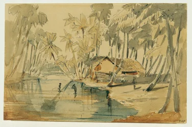 Bosquet de palmiers à Ceylan (Sri Lanka)