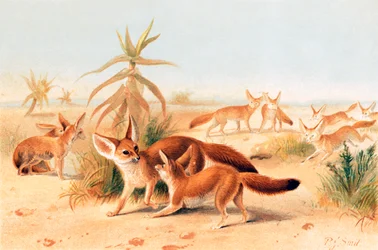 Fennecs africains