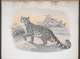Felis uncia, Léopard des neiges, de 