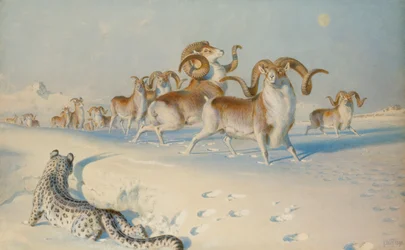 Un léopard des neiges traquant un Ovis Poli
