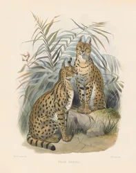 Serval africain (Felis serval)