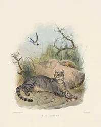 Chat sauvage africain (Felis caffra)