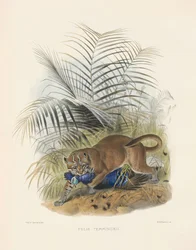Chat doré d