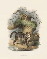 Chat léopard d