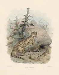 Chat sauvage d
