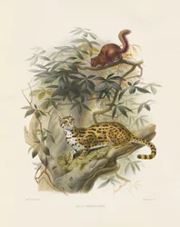 Chat du Bengale (Felis bengalensis)