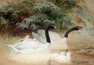 Cygne à cou noir (Cygnus nigricollis), 1852-54
