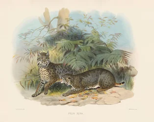 Lynx roux (Felis rufa)