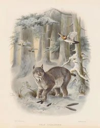 Lynx du Canada (Felis canadensis)