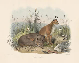Caracal (Felis caracal)