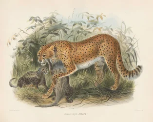 Guépard avec ses petits (Cynaelurus jubata)