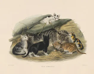 Chat domestique avec chatons (Felis domestica)