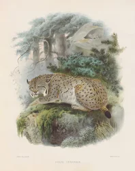Lynx d