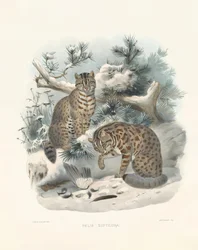 Lynx d
