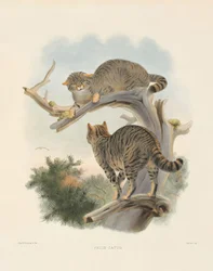 Chat sauvage européen (Felis catus)