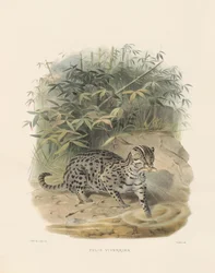 Chat pêcheur (Felis viverrina)