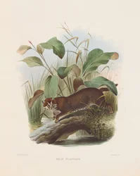 Chat à tête plate (Felis planiceps)