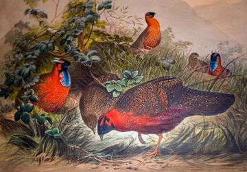 Tragopan cornu, 1861
