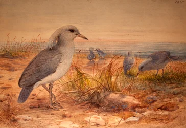 Kagu (Rhinochetus jubatus), vers 1851-76