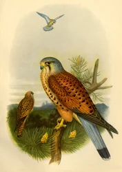 Kestrel