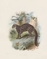 Chat marbré (Felis tristis)