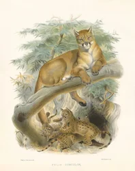 Lion de montagne ou couguar (Felis concolor)