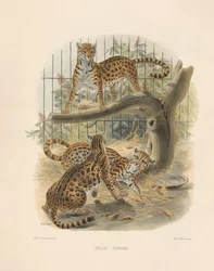 Ocelot (Felis tigrina)
