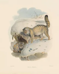 Chat de Pallas (Felis manul)