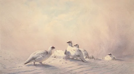Lagopède, hiver, 1873