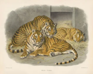 Tigre royal du Bengale (Felis tigris)
