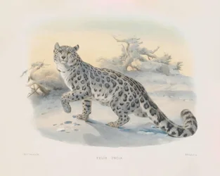 Léopard des neiges (Felis uncia)