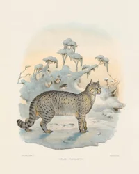 Lynx des steppes (Felis caudatus)