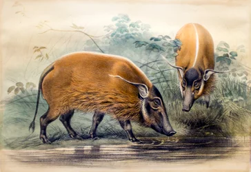 Le cochon de rivière rouge, 1865