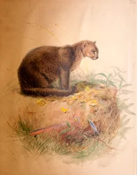 Chat Yaguarundi, 1851-69