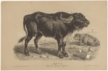 Buffle (Dierenstudies in twee soorten krijt, Étude aux deux crayons par Z. Gengembre)