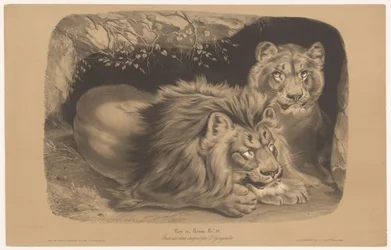 Lion et lionne