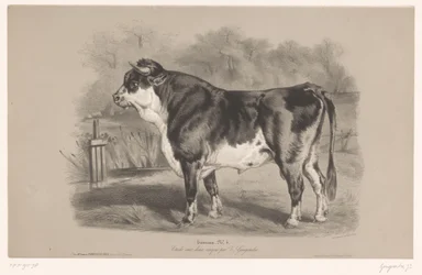 Taureau dans un pré (Dierenstudies in twee soorten krijt)