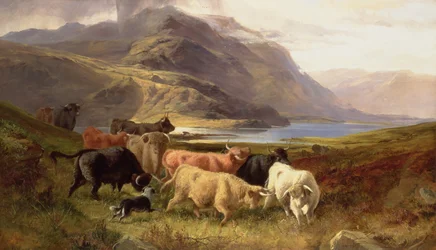 Bétail des Highlands avec un colley