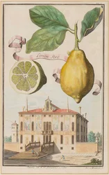 Limon Pero
