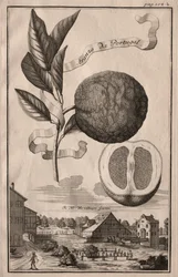 Nurnbergische Hesperides : Aranzo da Portugal, 1714