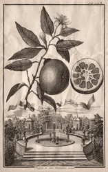Nurnbergische Hesperides: Aranzo de fior doppio