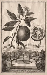Nurnbergische Hesperides : Aranzo de fior doppio, 1714